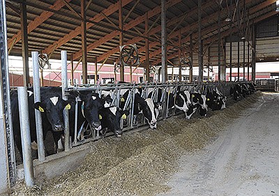 This 64-stall freestall barn featuring a calving pen, sick pen and holding area is one of the most recent additions to the Riemers’ farm near Brodhead, Wisconsin. New facilities have helped boost milk production with cows averaging 92 pounds of milk per cow per day. PHOTO BY STACEY SMART