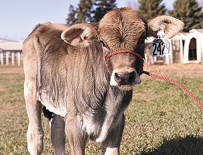 Port-Haven Silvers Jordana, a 2-month-old Brown Swiss calf, is one of the grand prizes in The Great Christmas Giveaway. Jordana comes from the Portner family, who milks 280 cows near Sleepy Eye, Minnesota. PHOTO BY KRISTA KUZMA