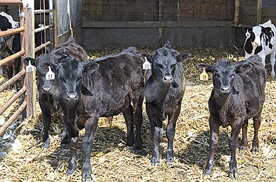 A pen of Angus-Holstein crossbred bull calves is a part of a youngstock herd in central Minnesota. The use of beef semen has been an increasingly popular option for dairy farmers to maximize genetic potential of the dairy herd and create additional profit for the farm. DAIRY STAR FILE PHOTO