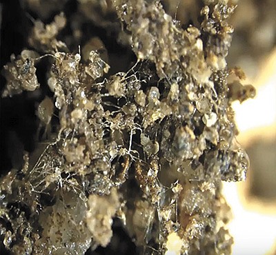 This close-up of a healthy section of soil sponge shows the structural integrity and the wide variety of biology present in the soil.  PHOTO COURTESY OF DIDI PERSHOUSE