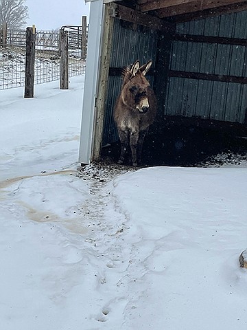 Clyde is the Jacobsons' mini donkey.