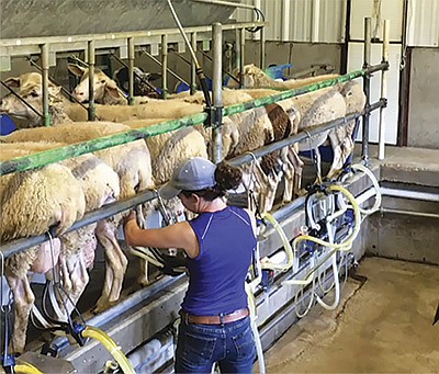 Eliza Spertus milks 200 sheep in a 12-sheep pit parlor twice daily on Green Dirt Farm near Weston, Missouri. Spertus has been the farm manager since 2015. PHOTO SUBMITTED