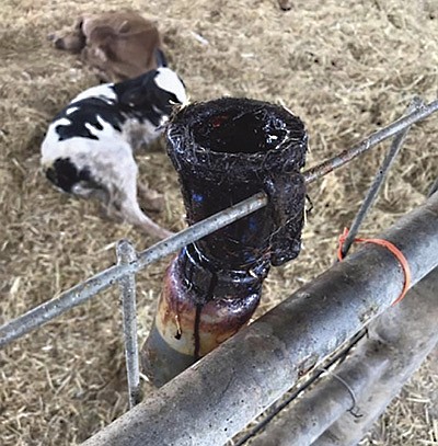 The disinfectant in this dip well has become contaminated and is likely a source of bacteria. Make sure dip cups stay clean and are refilled with new iodine regularly.  PHOTO SUBMITTED