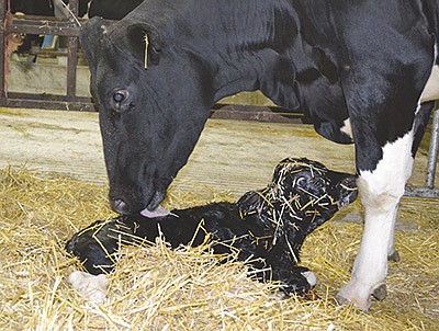 When a calf is born, it has an underdeveloped immune system, which means it has a slow and weak response to pathogens it encounters. PHOTO PROVIDED