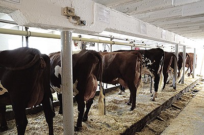 These Milking Shorthorns are part of the herd at Mapleton Valley Farms near Oconomowoc, Wisconsin. The farm offered a tour June 17 as a part of the national convention for the American Milking Shorthorn Society. 
