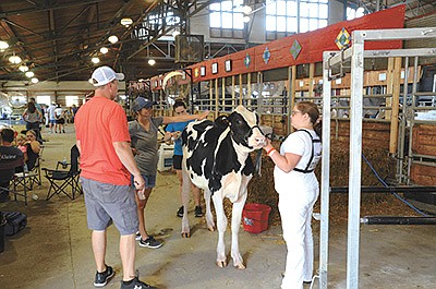 Grace Hensel stands at the halter as her heifer receives final touches before heading to the show ring. Hensel is from Pittsville, Wisconsin. PHOTO BY STACEY SMART
