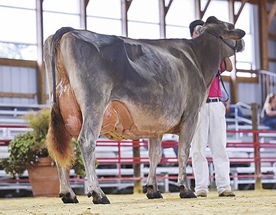 Random Luck B Tea Rose 3E95 will be honored at the World Dairy Expo as the Cow of the Year. She is pictured here at the Youth Classic Show held Sept. 12 in Manchester, Iowa, where she was named the Reserve Supreme Champion.  PHOTO COURTESY OF DAIRY AGENDA TODAY