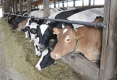 Cows wear collars with a neck tag for monitoring activity and rumination. The farm averages 1.6 services per conception and has shortened its calving interval by a minimum of one month. PHOTO BY STACEY SMART