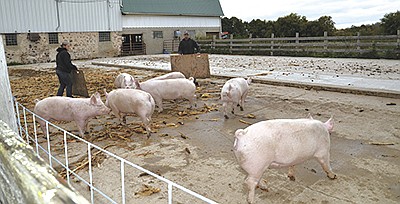 Brian and Elizabeth Peters load pigs housed at a neighbor’s farm at 10:15 a.m. to take to Gehrings Meat Market in St. Lawrence, Wisconsin. The Peterses sell about 30 pigs per year through private sale.  PHOTO BY STACEY SMART