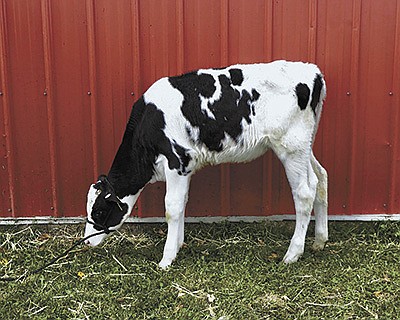 Forest Lawn Select 3777 is a September calf that the Swensons are providing for The Great Christmas Giveaway 2021, in the 17 and under category.  PHOTO BY RUTH KLOSSNER