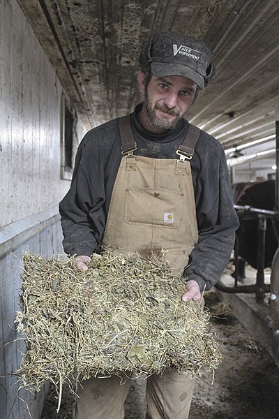 Tristan Swartz feeds dry hay to his milking cows at his dairy near Gilman, Wisconsin. The hay consists of timothy, red clover and minimal alfalfa.  PHOTO BY DANIELLE NAUMAN