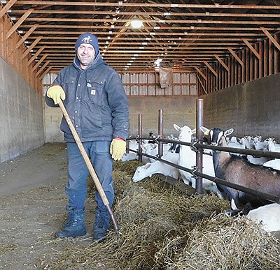 Eric Speltz pushes in fresh alfalfa to a pen of goats Jan. 19 on his farm near Altura, Minnesota. Speltz harvests alfalfa between 170 and 200 RFQ and 10-13 bales per acre per year.  PHOTO BY KATE RECHTZIGEL