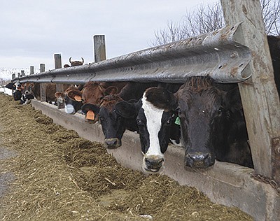 Cows eat TMR at the Loresches’ farm Feb. 9 near Richland Center, Wisconsin. The cows are grazed in the summer and fed TMR all year round. PHOTO BY ABBY WIEDMEYER