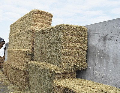 Alfalfa bales are stored in bunker silos on the Appels’ farm near Mapleton, Minnesota. They cut alfalfa up to 30-day intervals. PHOTO BY KATE RECHTZIGEL