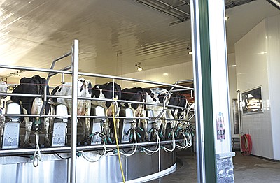 This year’s Wabasha County Family Night on the Farm featured Scotch Prairie Farms’ new 60-cow rotary parlor near Lake City, Minnesota. It takes cows 10 minutes to go around the carousel. PHOTO BY KATE RECHTZIGEL