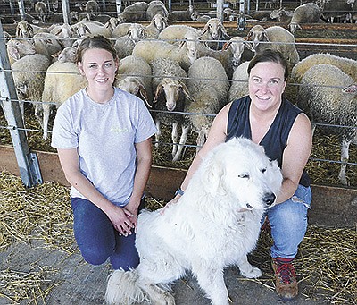 Carissa Brooks (left) and Mariana Marques de Almeida milk 350 Assaf crossbred sheep at Ms. J and Co. near Juda, Wisconsin. The farm is owned by business partners Jeff Wideman, Shirley Knox and Marques de Almeida who are introducing the Assaf breed to North America. PHOTO BY STACEY SMART