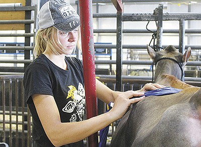 Sam Pitterle uses a paddle to deliver pulse electromagnetic frequency therapy to a Jersey heifer during the Wisconsin State Jersey Show Aug. 23 in Madison, Wisconsin.  PHOTO BY DANIELLE NAUMAN