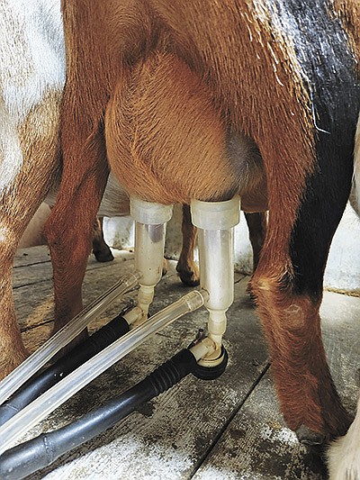 Nigerian Dwarf goats are milked at the Beckers’ farm  Oct. 10 near Glencoe, Minnesota. The Beckers run a goat product business called Goat Shine. PHOTO SUBMITTED
