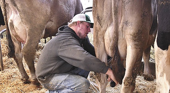 Ryan Talberg milks cows for the last time Oct. 28 in Freeport, Minnesota. Talberg’s next milking was in a 67-stall tiestall barn in Athens, Wisconsin, that he purchased in September.  PHOTO BY GRACE JEURISSEN