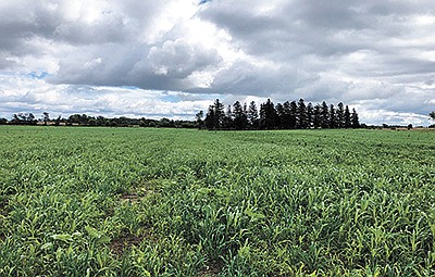 This pea field contains a nine-species, warm-season cover crop mix of sorghum, two millets, cow peas, sunflower, sun hemp, oats, collards and rapeseed Sept. 25 at Pollack-Vu Dairy and Steer Farm near Ripon, Wisconsin. The field will be used to graze the farm’s beef cattle this fall. PHOTO SUBMITTED