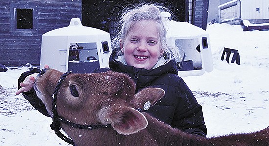 Daphne Hanks meets Opal the Jersey calf Dec. 19 at Oat Hill Dairy near Atwater, Minnesota. Daphne, from Blackduck, Minnesota, won Opal in Dairy Star’s Great Christmas Giveaway. PHOTO BY JAN LEFEBVRE
