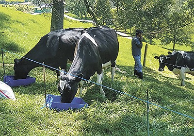 Cows in their lactation peak are pulled into a separate paddock and fed supplemental grain on Andres Felipe Gallego Elejalde’s Colombian dairy farm. The cows average 41 pounds of milk per cow per day. PHOTO SUBMITTED