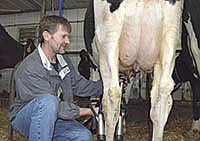 David Bertram puts a milking unit on a cow during morning chores. The three times a day milking has helped Faith Acres Dairy achieve their current RHA. <br /><!-- 1upcrlf -->PHOTO BY MISSY MUSSMAN