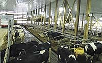 The Kelms’ new facility is a 10-row barn containing stalls bedded with manure solids and a feed alley splitting the barn in two. Cows in each pen have access to two robots. <br /><!-- 1upcrlf -->PHOTO BY KRISTA KUZMA
