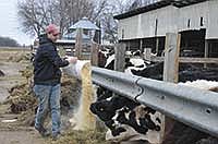 Jamison Henderson feeds the heifers on the morning of March 30.<br /><!-- 1upcrlf -->PHOTO BY JENNIFER COYNE