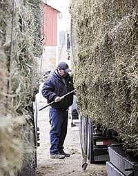 James Giese secures a strap around a load of hay while loading on April 5.<br /><!-- 1upcrlf -->PHOTO BY CASSIE OLSON