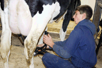 Under the Shema prefix, the Bontragers milk 48 registered Holsteins on their farm. They also raise 150 heifers – many of which are born through embryo transfer. Aside from the dairy end of their farm, the Bontragers manage a 2,000-hog nursery and 2,400 wean-to-finish barn and raise 810 acres of crops. Here, Mitchell milks one of the Bontrager cows. (photo submitted)