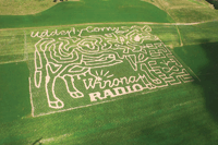 The Tewses estimate the cow-shaped maze to contain about three miles of paths, with each hoof about 30 feet wide. On average, most people finish walking the maze in about an hour. (photo submitted)