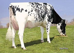 Larcrest Cosmopolitan, sired by Shottle, is ranked number one in the nation for CTPI. She is currently being flushed every 28 days, producing between 12 and 20 embryos each time. (photo provided)