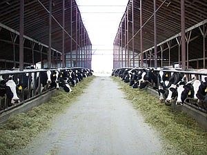 The dairy herd at Hedstrom Dairy is housed in a freestall barn with sand bedding. The Hedstroms milk 150 cows twice a day in a double-13 parringbone parlor. (photo submitted)
