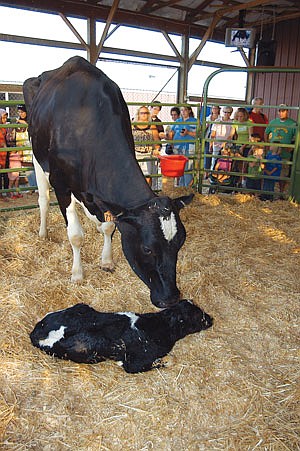 Visitors to the AgStar Miracle of Birth Center watch as a cow licks off her calf after she gave birth on July 28. (photo by Krista M. Sheehan)