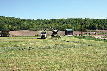 First crop hay was chopped at the end of May this year. The Fortins raise 120 acres of hay on their 700-acre farm. They typically get four cuttings of hay each year. (photo submitted)