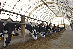 Cows on the Reuter farm eat feed in the freestall hoop barn the Reuters built in 1999. In addition to the slat-floor barn, the Reuters also built a double-6 parallel parlor at the same time. (photo by Krista M. Sheehan)