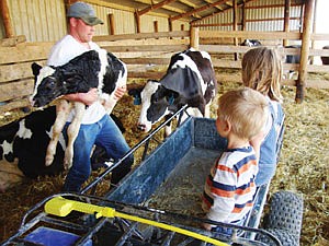Daron Kamerman loads a newborn calf into the trailer with his children, Nolan and Delaney, watching. The Kamermans raise their replacement heifers onsite, starting them in individual hutches before moving them into large group pens. (photo submitted)