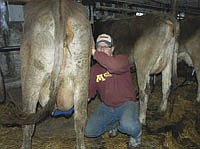 Matt preps a cow during morning milking on Jan. 5. The Klugs’ herd, which is milked in two shifts in a 50-cow tiestall barn, consists mostly of registered Brown Swiss. photo by Krista M. Sheehan