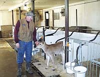 Mike Hulstein houses his baby calves in a repurposed tiestall barn on his dairy farm near Edgerton, Minn. His wife, Sue, does most of the calf feeding. She said the UV milk purifying system, which they installed a year and a half ago, has greatly simplified calf feeding chores. Previously, they were spending around $100 a day on milk replacer to feed their 40 to 60 calves. Photo by Jerry Nelson