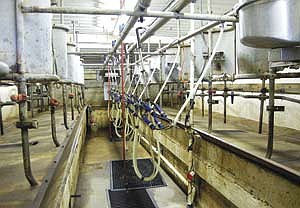 Anderson milks his 45-cow dairy herd twice a day in this parlor. While the parlor was built as a double-7 herringbone by Anderson’s parents, he uses it as a swing-6. (Photo by Jennifer Burggraff)