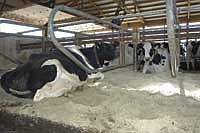 Cows rest on sand bedding in the freestall barn also built in the fall of 2010. Sand has been a key factor in cow comfort and better production, the Meyers said. <br /><!-- 1upcrlf -->PHOTO BY KRISTA M. SHEEHAN