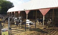 Aside from his dairy herd, Amundson raises his bull calves as feeder steers. The majority of his steers are sold locally.<br /><!-- 1upcrlf -->PHOTO BY JENNIFER BURGGRAFF