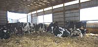 Cows that are not housed in the tiestall barn are kept in loose housing sheds that have fans and are  bedded with cornstalks.  <br /><!-- 1upcrlf -->PHOTO BY KRISTA SHEEHAN