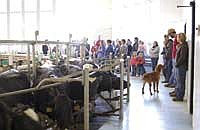Enchanted Dairy was the site of the 10th Vita Plus Chick Day. Jeanne Miller, one of the farm’s owners, and Andrew LeClair, the farm’s parlor manager, led a tour of the farm’s parlor and freestall barns. The dairy’s 1,600 cows are milked three-times-a-day in a 40-cow internal rotary parlor. <br /><!-- 1upcrlf -->PHOTO BY SADIE FRERICKS