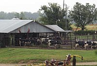 Excessive heat and humidity can hang around for three months in northwest Arkansas. Triple A Farms uses this loose housing barn that’s equipped with fans. The highest temperature Ryan Anglin has recorded is 117 degrees Fahrenheit. <br /><!-- 1upcrlf -->PHOTO SUBMITTED
