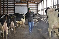 Right after morning milking, Aaron walks the freestall barn to check cows.<br /><!-- 1upcrlf -->PHOTO BY MISSY MUSSMAN