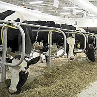 Thanks to a $3.5 million renovation to the University of Wisconsin-Madison Dairy Center, these Holstein cows have a modern, more comfortable home. The renovation included enlarging the 84 stalls and replacing the 57-year-old milking parlor.<br /><!-- 1upcrlf --><br /><!-- 1upcrlf -->Photo courtesy of the University of Wisconsin-Madison