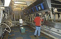 An employee milks cows in the double-8 parallel parlor at River City Dairy during one of the three daily milking shifts. <br /><!-- 1upcrlf -->PHOTO BY KRISTA SHEEHAN