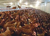 The 3,500 laying hens on the Ihm farm require about two hours of work a day but provide income equal to that from 50 cows. Much of the daily work entails sorting eggs, since feeding and watering are automated.<br /><!-- 1upcrlf -->PHOTO SUBMITTED